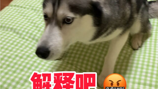 Hari ini lagi-lagi kena marah sama atasan di kantor, pulang ke rumah malah kena marah sama anjing se