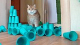 Mèo|Mèo vượt tường cốc