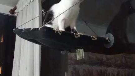 The kitten couldn't cope and committed suicide.