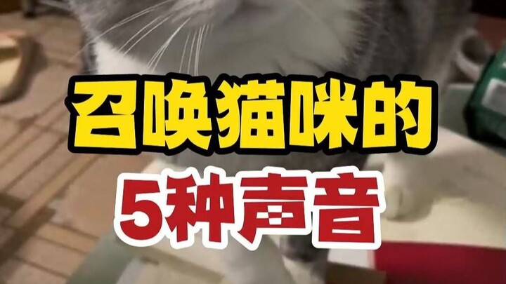 لاستدعاء الكلب، نقول "تشو تشو تشو"، فماذا نقول لاستدعاء القط؟