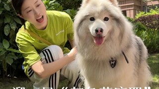 Walking a little special Samoyed, every puppy has a soft heart