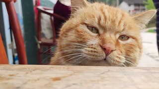 When you fatten up a ginger cat...