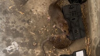 这样抓老鼠也太狠了！