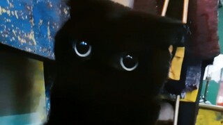 Raising a cat really doesn't cost much! Just bear with me and take a look at my calculations, and yo