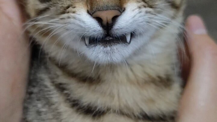 Kucing kecil vampir