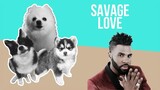 Savage Love but Dogs Sung It (Doggos and Gabe)