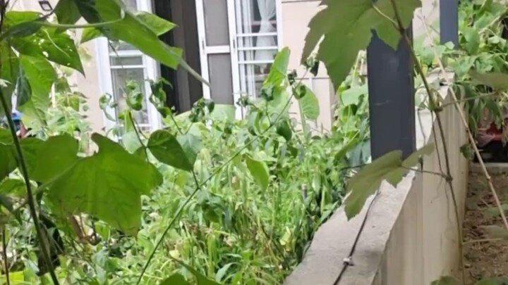 Tetangga yang suka menanam semangka dan buah-buahan adalah favoritku; semoga dia tidak pernah pindah