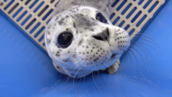 Soft little seal