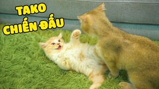 TAKO và những trận chiến không hồi kết | The Happy Pets #62