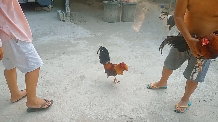 Saint  Louis Cardinals Gamefarm: sparring