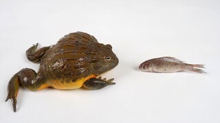 A Giant African Bullfrog Eat a Crucian