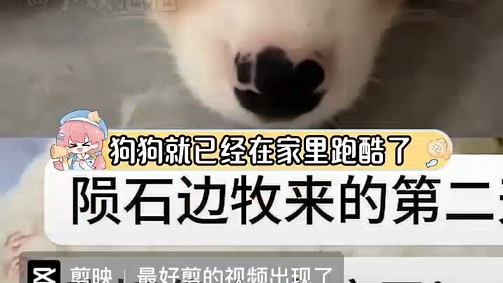 Border Collie + Meteorite Pattern + Heterochromia + Male—all the buffs maxed out? "A dog?"