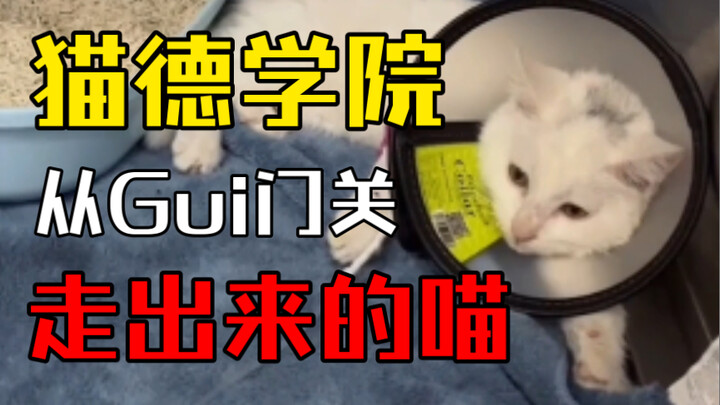 The kitten from Cat De Academy who walked back from the gates of hell