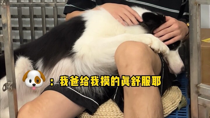 What happens when Mom and Dad come home late? How does the puppy react?