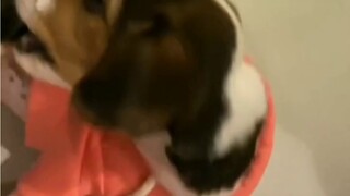 WayV's pet cats don't look like cats, and their dogs don't look like dogs [NCT/WayV]