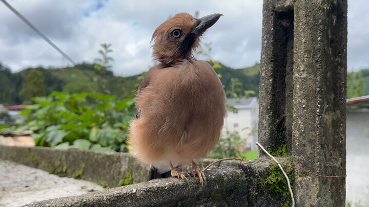 Gagak pinus membuka kancing baju dan ketahuan, sang pemilik berkata: Karena mulutnya suka ngoceh, ya