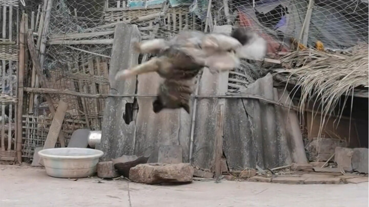 ฉันบอกแล้วว่าหมาบ้านฉันทำท่าตีลังกาหลังได้ แต่คุณไม่เชื่อสักนิด!