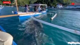 Ikan Hiu Paus Penghuni Pantai Botubarani Gorontalo