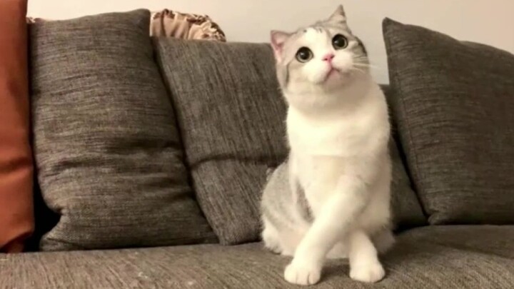 Mèo biểu diễn nhảy ballet, đi vệ sinh, ăn uống và ngủ trong livestream [Tổng hợp livestream]