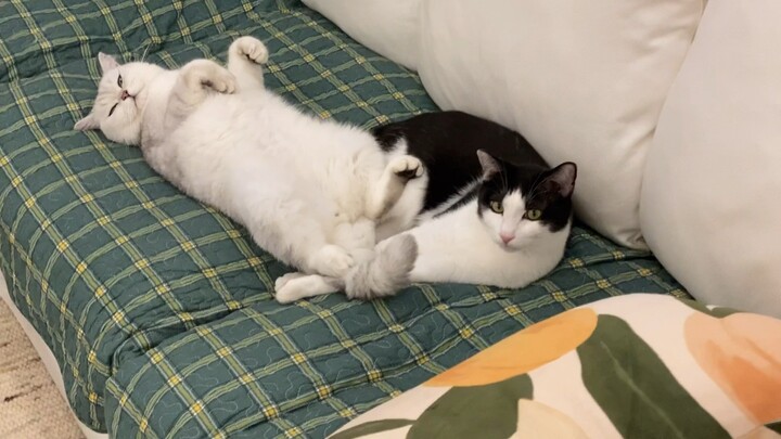 รู้สึกเหมือนโลกของแมวเหมือนเด็กเล็กเลย วินาทีก่อนยังทะเลาะกันอยู่เลย