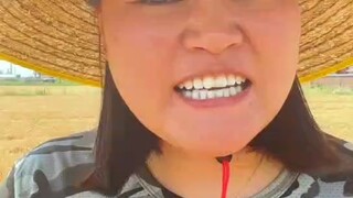 Berapa banyak uang yang bisa dihasilkan dari panen melimpah gandum seluas 18 mu?