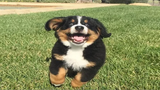 Bernese Mountain Dog Puppies ตลกรวบรวม - ดีที่สุดของปี 2018 พ่อพ่อ