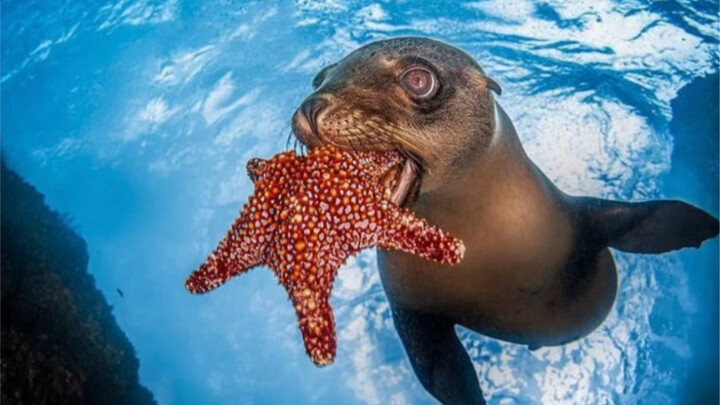 Ai là cao thủ ăn khỏe nhất? Xem ngay chú sư tử biển siêu phàm!