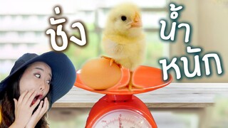 ชั่งน้ำหนักไก่ เท่าไหร่กันนะ? EP.217