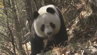 野生大熊猫也知道自己是国宝啊