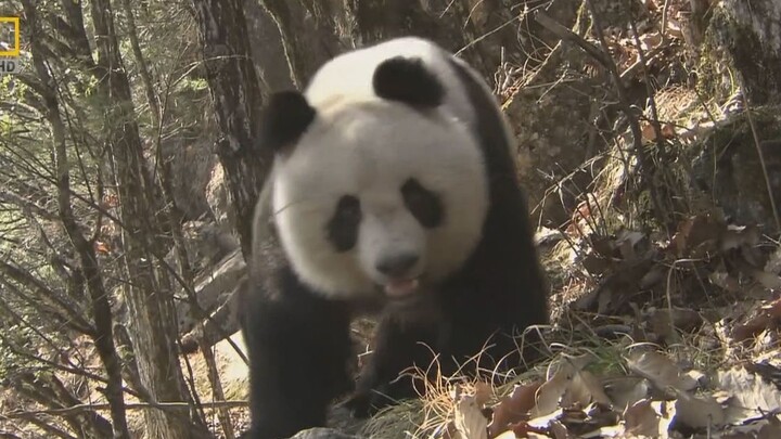 Panda liar juga tahu bahwa dirinya adalah pusaka negara.