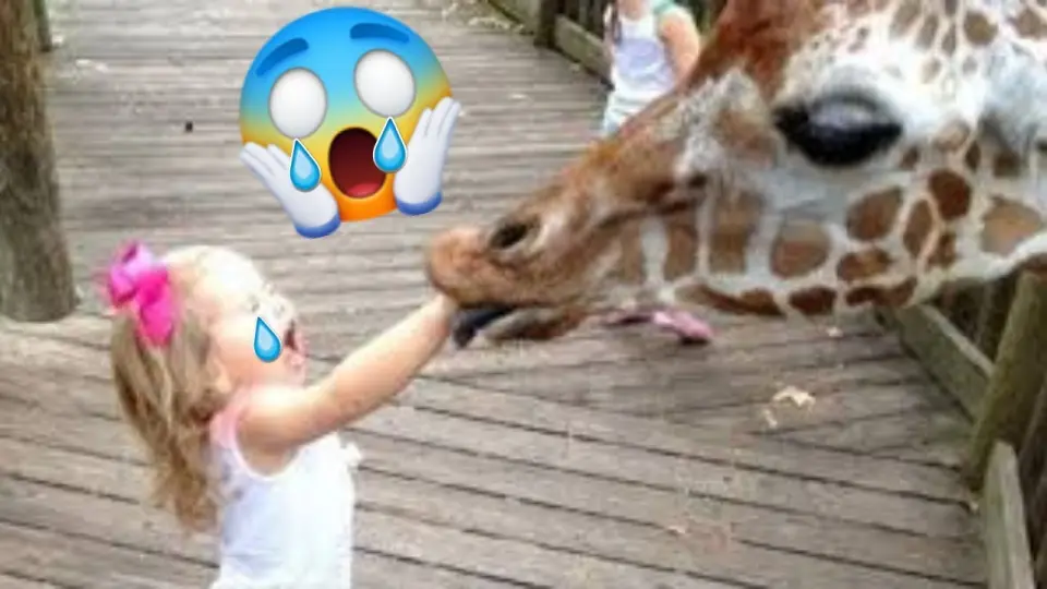💥Best Cute Pets And Epic Kids Fails Viral Weekly😂🙃 of June| Funny Animal Videos💥👌 - Bilibili 💥Best Cute Pets And Epic Kids Fails Viral Weekly😂🙃 of June| Funny Animal Videos💥👌 - Bilibili