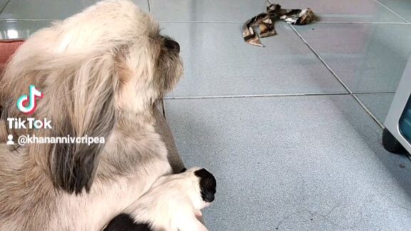 yung aso mong mahilig sa hangin pati anak na hawa na rin