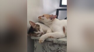 meowmeow meocute meomeo meocon1712 meongu