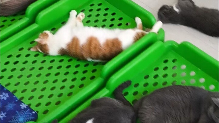 It’s so hot that we’re burning through 60 yuan in electricity a day, and the cat room’s temperature 