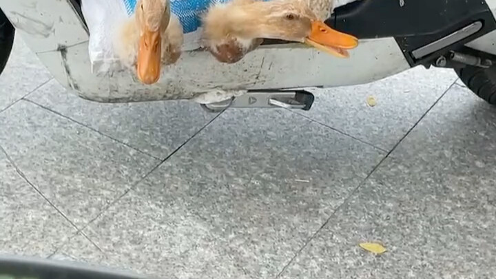 أي بطة هذه التي تُحدث كل هذا الضجيج؟