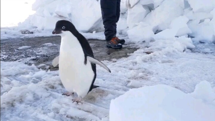 Saat kamu mencoba mendekati seekor penguin Adélie…