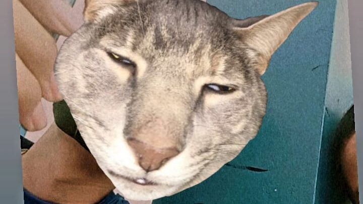 berbagai macam nnn yang ku temukan saat gabut