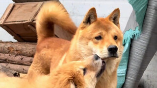 出门玩，有大黄在，安全感十足