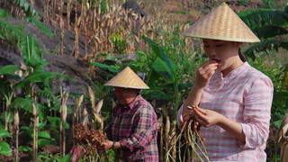 ถั่วลิสง：พืชอายุวัฒนะที่เติบโตในดิน