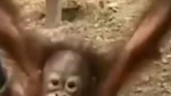 kasian monyet(temen lu)