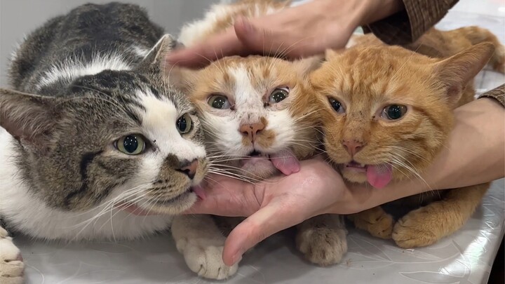 Mèo lan tràn quá rồi! Cầu cứu đội trưởng bắt mèo Đại Bạch xuất hiện!