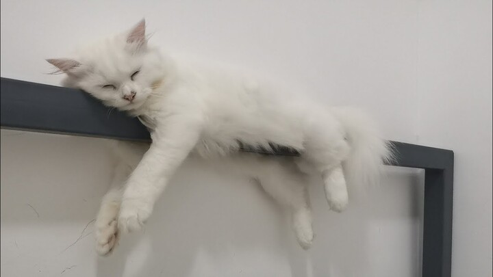Bella's perfect sleeping position || Clowder zone