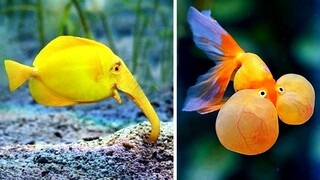 8 jenis ikan hias cantik yang belum banyak orang tau