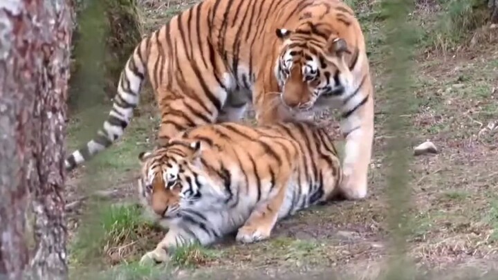 A 2-year-old male tiger acts cute with his dad and gets showered with love! A heartwarming father-so