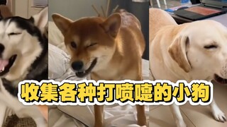 原来小狗打喷嚏会发出这种声音 惊