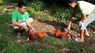 Test sparring! JG machine kelso 8mos VS BlackHatch 10mos