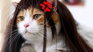实习女Tony老师，拿家里的猫练手，猫：你看看这好看吗？