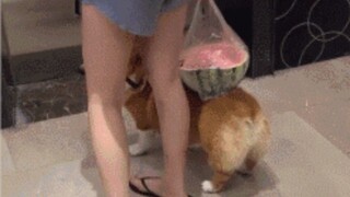 Anjing: Aku sudah memberi terlalu banyak untuk keluarga ini (Kompilasi)
