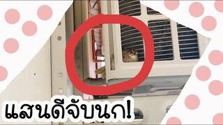โลกของแสนดี ตอน แสนดีจับนก!