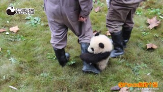 熊猫抱大腿简直让两脚兽无力抵抗